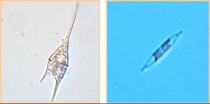 菱形肋縫藻 菱形肋縫藻