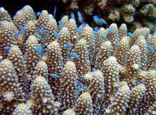 槽珊瑚屬 槽珊瑚屬