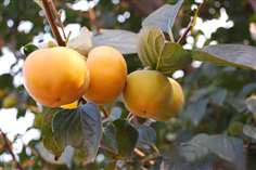 柿樹[柿科柿屬植物]