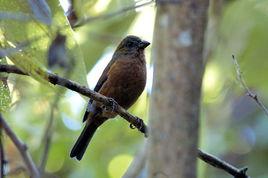 金枕黑雀 金枕黑雀