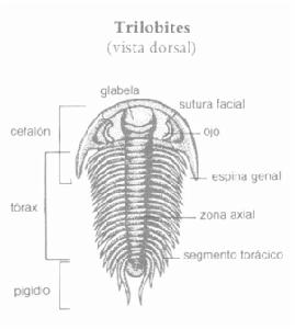 三葉蟲綱 三葉蟲綱