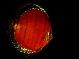 一片紅[觀賞魚品種]