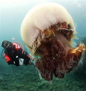 巨型深紅水母