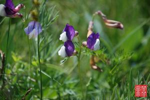 藍花貝母 藍花貝母