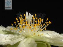 木麒麟的花圖片欣賞