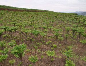 灑布格村 灑布格村