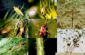 萬壽菊牧草盲蝽 萬壽菊牧草盲蝽