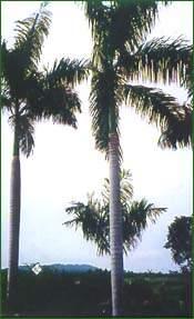 華南熱帶植物園