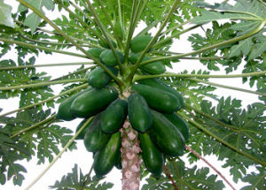 番木瓜（木瓜）Carica papaya