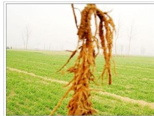 大豆孢囊線蟲病 大豆孢囊線蟲病