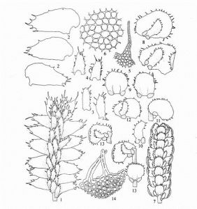 卷葉光萼苔 卷葉光萼苔