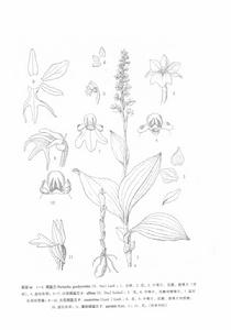 大花闊蕊蘭 大花闊蕊蘭