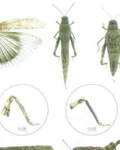 白邊痂蝗 白邊痂蝗