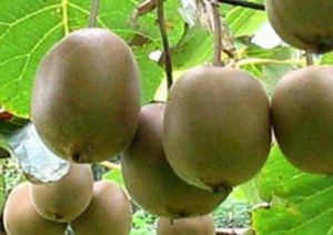 肉葉獼猴桃(原變種) 肉葉獼猴桃(原變種)