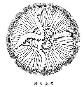 海月水母屬