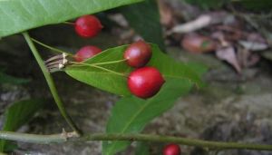 黑葉山柑 黑葉山柑