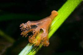 淺喇叭水母 淺喇叭水母