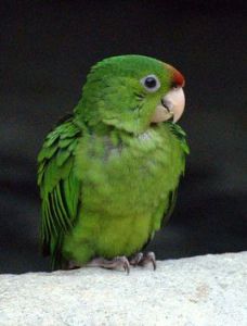 紅頂錐尾鸚鵡指名亞種 紅頂錐尾鸚鵡指名亞種