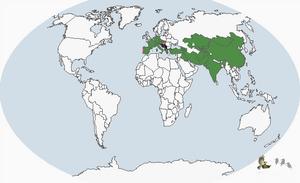 白斑翅雪雀分布圖
