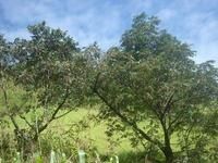 特色產業－漆樹