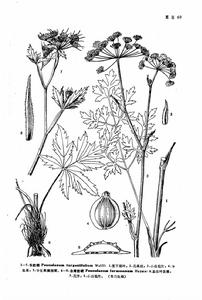 廣序北前胡 廣序北前胡