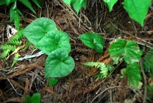祁陽細辛(原變種) 祁陽細辛(原變種)