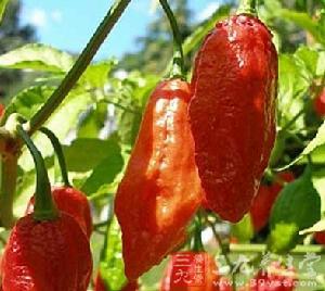 Naga Viper Naga Viper