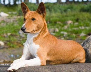 貝生吉犬 貝生吉犬