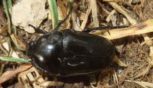 赤闊花金龜 赤闊花金龜