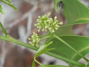 富寧崖爬藤 富寧崖爬藤
