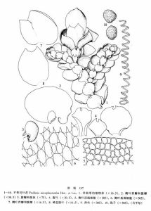 平萼耳葉苔 平萼耳葉苔