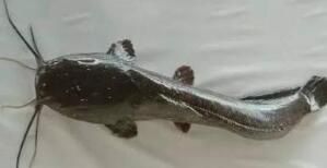 長尾羽油鯰 長尾羽油鯰