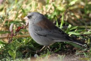 灰藍燈草鵐 灰藍燈草鵐