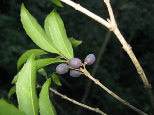 濱木犀欖 濱木犀欖