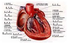 心臟解剖圖