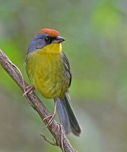 棕枕藪雀 棕枕藪雀