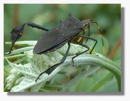 葉足緣椿象 葉足緣椿象