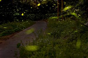 廣州南湖螢火蟲花園