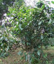 山茶葉[山茶葉]