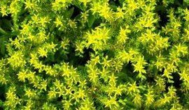 三七景天 三七景天