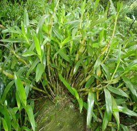 石斛—金釵石斛 石斛—金釵石斛