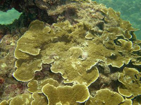 葉形笠珊瑚