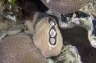 眼形隱板石鱉