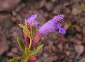 刺齒枝子花 刺齒枝子花