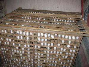 梅子樹自然村[雲南臨滄鳳慶縣洛黨鎮田心村委梅子樹自然村]