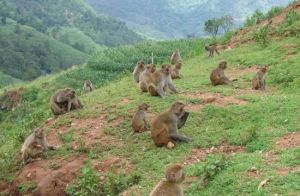 寶鼎生態旅遊區 寶鼎生態旅遊區