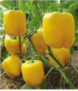 密黃一號 密黃一號