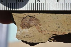 似二蛭蟲屬 似二蛭蟲屬