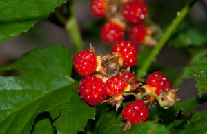 紅果懸鉤子 紅果懸鉤子