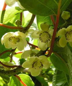 葡萄葉獼猴桃 葡萄葉獼猴桃